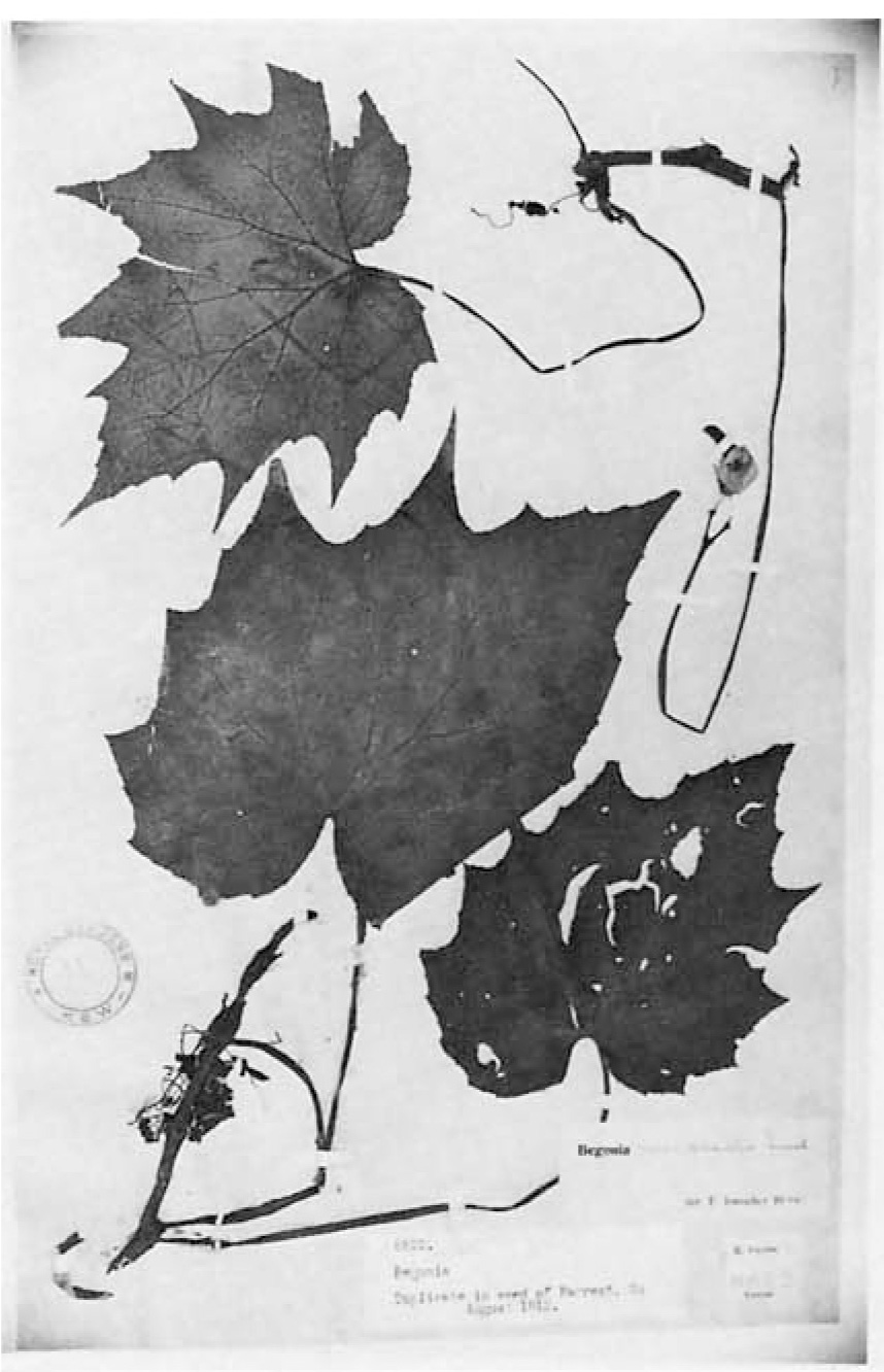 B. repenticaulis